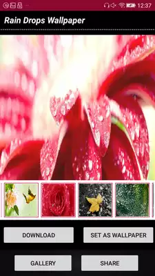 Play Rain Drops Wallpaper Play Rain Drops Wallpaper