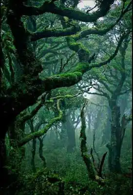 Play Rainforest Wallpapers Play Rainforest Wallpapers