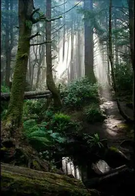 Play Rainforest Wallpapers Play Rainforest Wallpapers