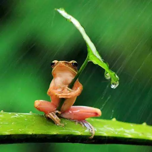 Play Rain HD Wallpaper APK