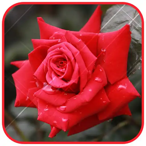 Play Rain In Roses Live Wallpaper APK