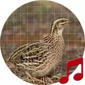 Free play online Rain quail bird Sounds APK Free play online Rain quail bird Sounds APK