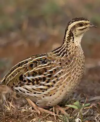 Play Rain quail bird Sounds