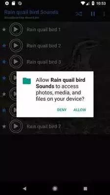 Play Rain quail bird Sounds