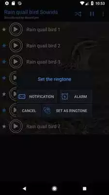 Play Rain quail bird Sounds