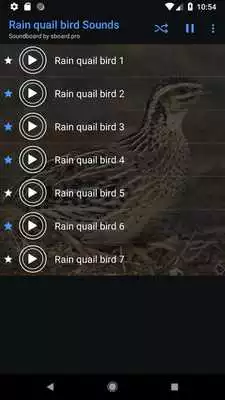 Play Rain quail bird Sounds