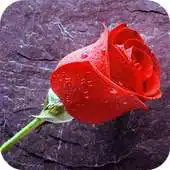Free play online Rain Rose APK Free play online Rain Rose APK