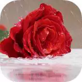 Free play online Rain Rose Live Wallpaper APK