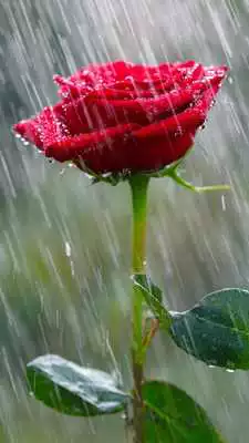 Play Rain Rose Live Wallpaper Play Rain Rose Live Wallpaper