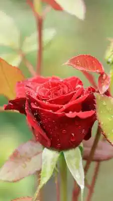 Play Rain Rose Live Wallpaper Play Rain Rose Live Wallpaper