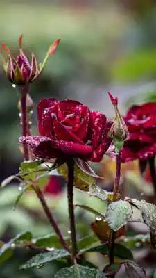 Play Rain Rose Live Wallpaper Play Rain Rose Live Wallpaper