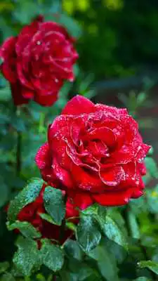 Play Rain Rose Live Wallpaper Play Rain Rose Live Wallpaper