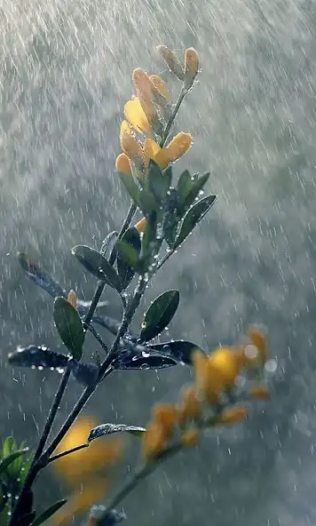 Play Rain Video Wallpaper  and enjoy Rain Video Wallpaper with UptoPlay