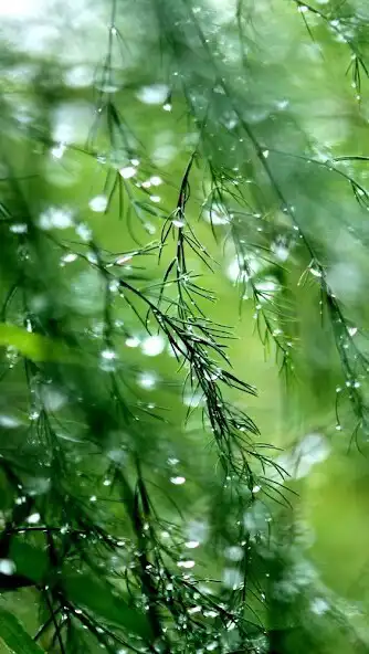 Play Rain Video Wallpaper as an online game Rain Video Wallpaper with UptoPlay