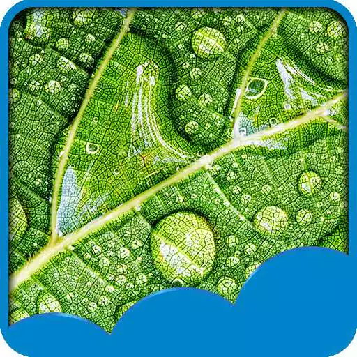 Free play online Rainy Day Live Wallpapers  APK