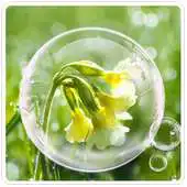 Free play online Rainy Drops Plant Theme APK