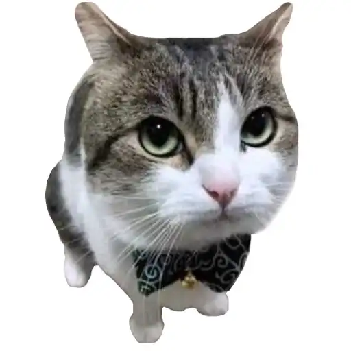 Play Random Cats Stickers WA APK