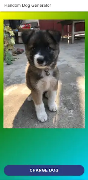 Play Random Dog: Laugh with dogs  and enjoy Random Dog: Laugh with dogs with UptoPlay