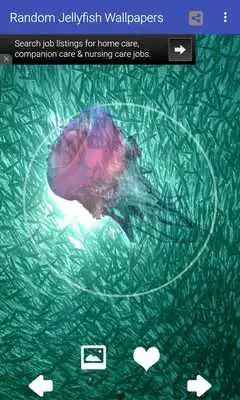 Play Random Jellyfish Wallpapers