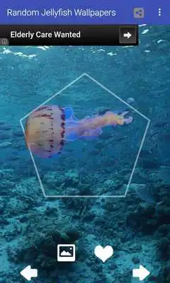 Play Random Jellyfish Wallpapers