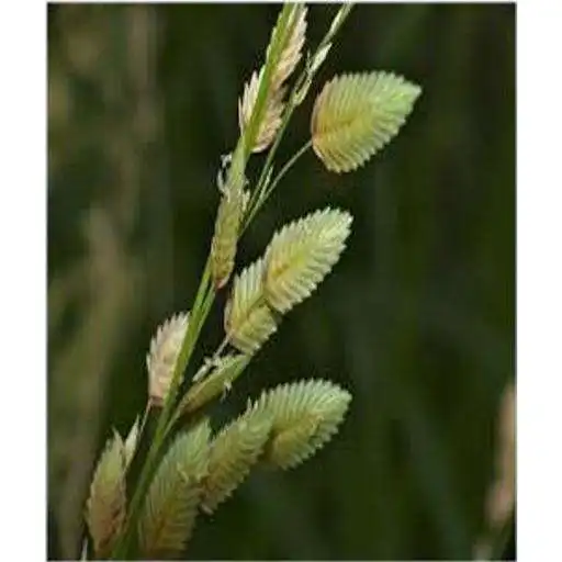 Run free android online Range Pasture Seed Production APK Run free android online Range Pasture Seed Production APK