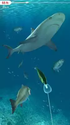 Play Rapala Fishing