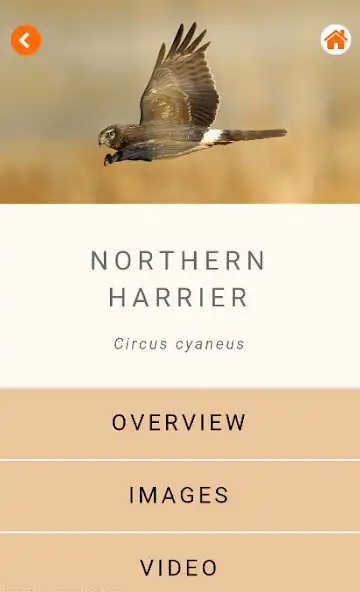 Play Raptor ID as an online game Raptor ID with UptoPlay