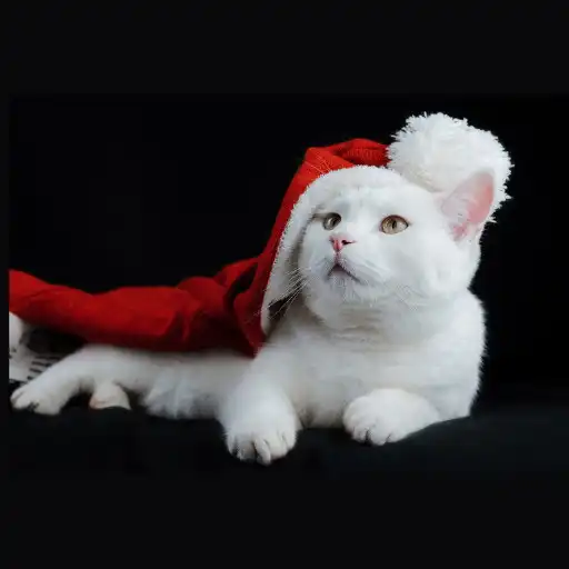 Play rare cats APK Play rare cats APK