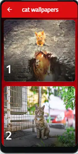 Play rare cats  and enjoy rare cats with UptoPlay