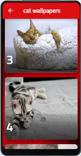 Play rare cats as an online game rare cats with UptoPlay