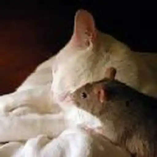 Play Rat and Cat Game (Puzzle) APK