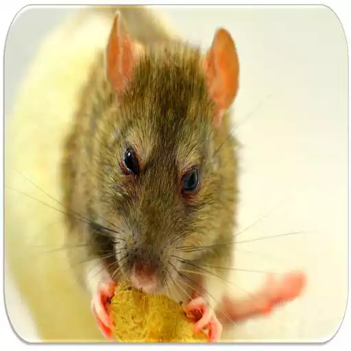 Play Rat Sounds APK Play Rat Sounds APK