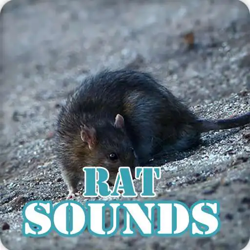Play Rat Sounds Ringtone Collection APK