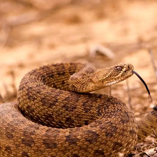 Play Rattlesnake Sounds APK