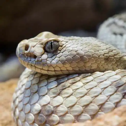 Play rattlesnake Wallpaper APK