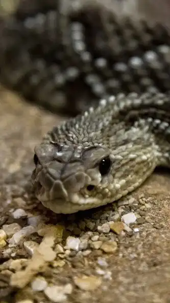 Play rattlesnake Wallpaper as an online game rattlesnake Wallpaper with UptoPlay