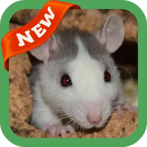 Play Rat Wallpaper APK