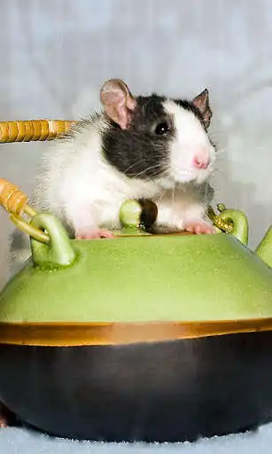 Play Rat Wallpaper and enjoy Rat Wallpaper with UptoPlay Play Rat Wallpaper and enjoy Rat Wallpaper with UptoPlay