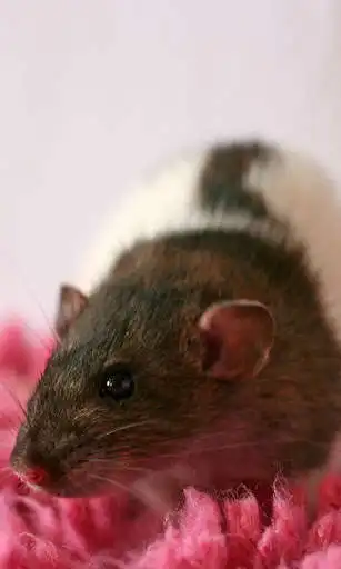 Play Rat Wallpaper as an online game online Rat Wallpaper with UptoPlay Play Rat Wallpaper as an online game Rat Wallpaper with UptoPlay