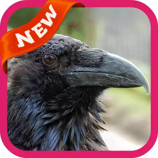 Free play online Raven Wallpaper APK