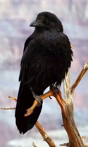 Play Raven Wallpaper
