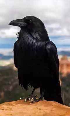 Play Raven Wallpaper