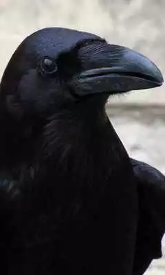 Play Raven Wallpaper