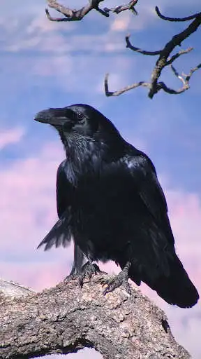 Play Raven Wallpapers as an online game Raven Wallpapers with UptoPlay