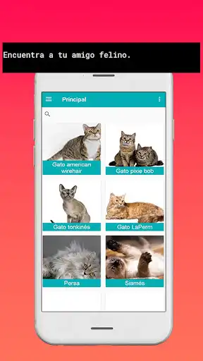 Play Razas de Gatos  and enjoy Razas de Gatos with UptoPlay