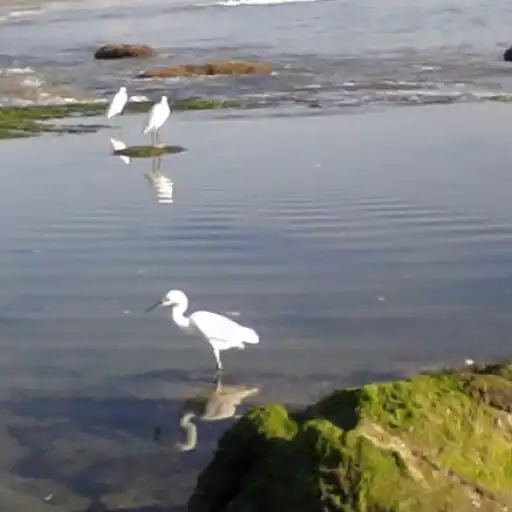 Play Rádio Beira Mar APK