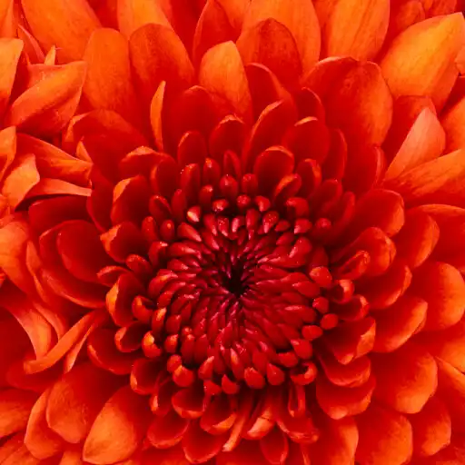 Play Rádio Deus é a Vitória  and enjoy Rádio Deus é a Vitória with UptoPlay