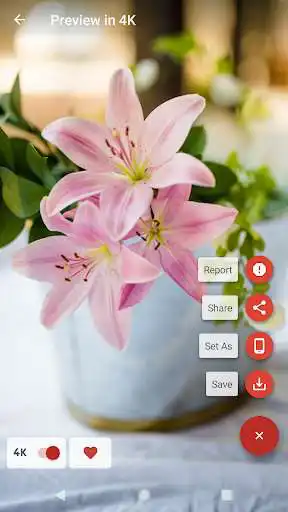 Play Real 4K Wallpapers - Best Quality and enjoy Real 4K Wallpapers - Best Quality with UptoPlay Play Real 4K Wallpapers - Best Quality and enjoy Real 4K Wallpapers - Best Quality with UptoPlay