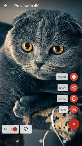 Play Real 4K Wallpapers - Best Quality as an online game online Real 4K Wallpapers - Best Quality with UptoPlay com.mevapps.real4kwallpapers Play Real 4K Wallpapers - Best Quality as an online game Real 4K Wallpapers - Best Quality with UptoPlay