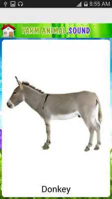 Play Real animal sound for kids